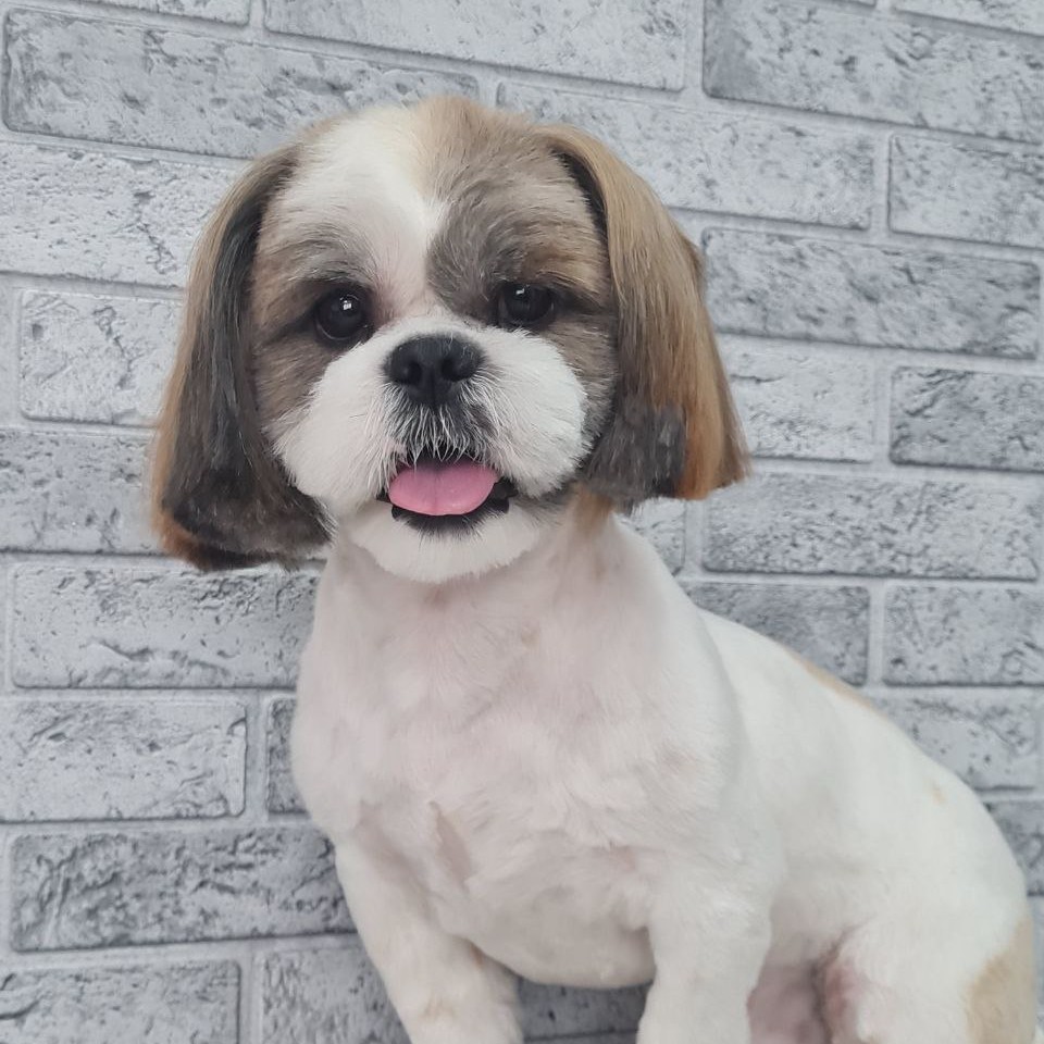 Ши-тцу, комплексный уход