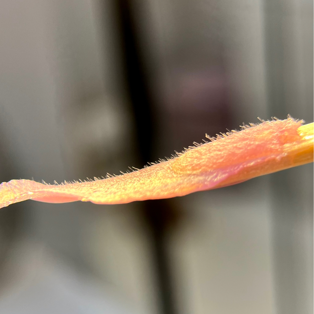 Депиляция 1 зона