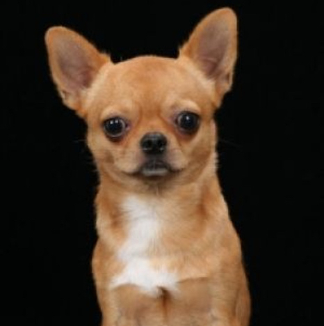 Чи-хуа-хуа короткошерстная
