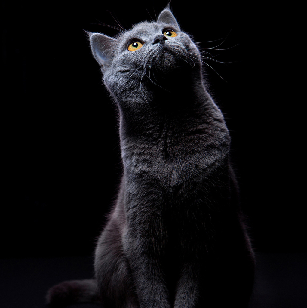 Экспресс-линька + купание для короткошерстных кошек