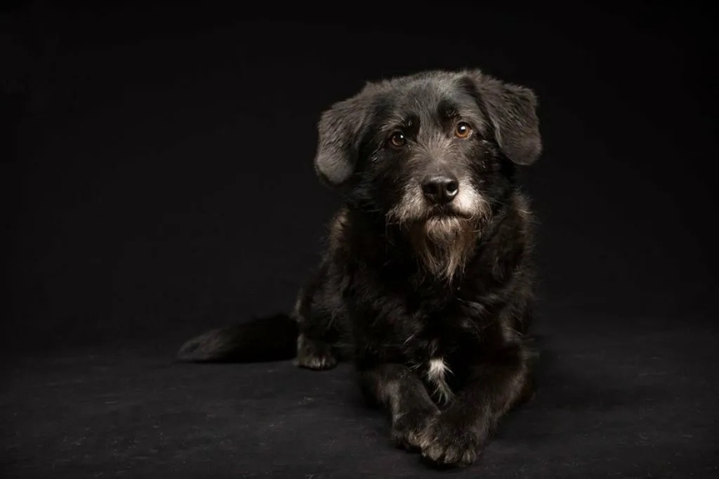 Без породы короткошерстная маленькая (до 10 кг)