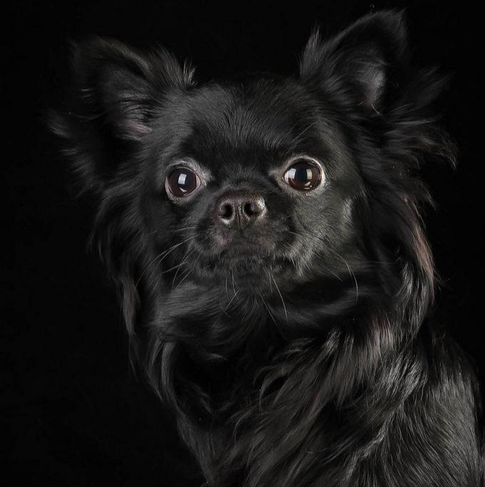 Чи-хуа-хуа длинношерстная