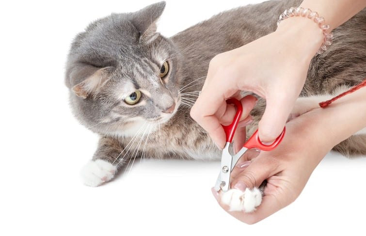 Подстригание когтей у кошек