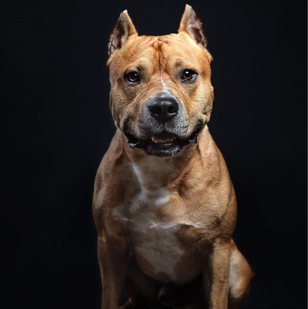 Стаффордширский терьер