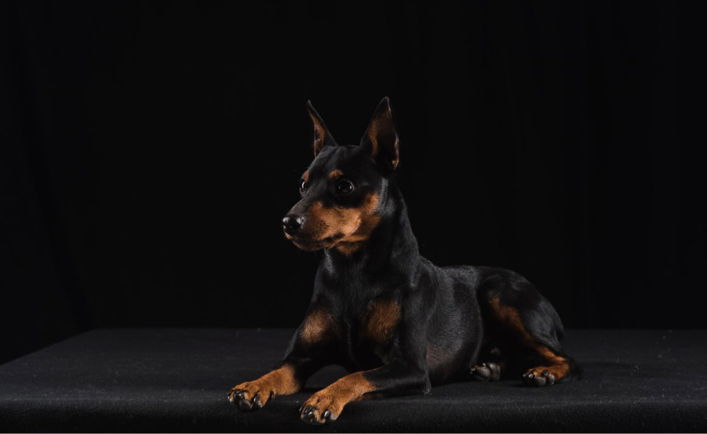 Цвергпинчер