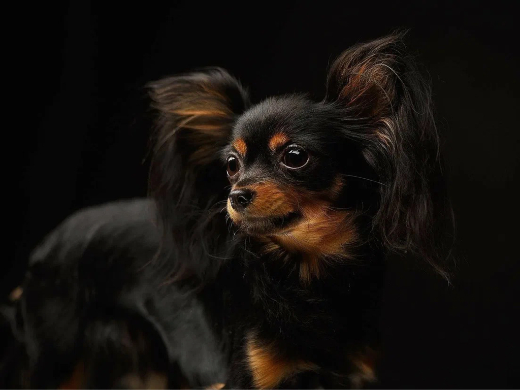 Той терьер длинношерстный