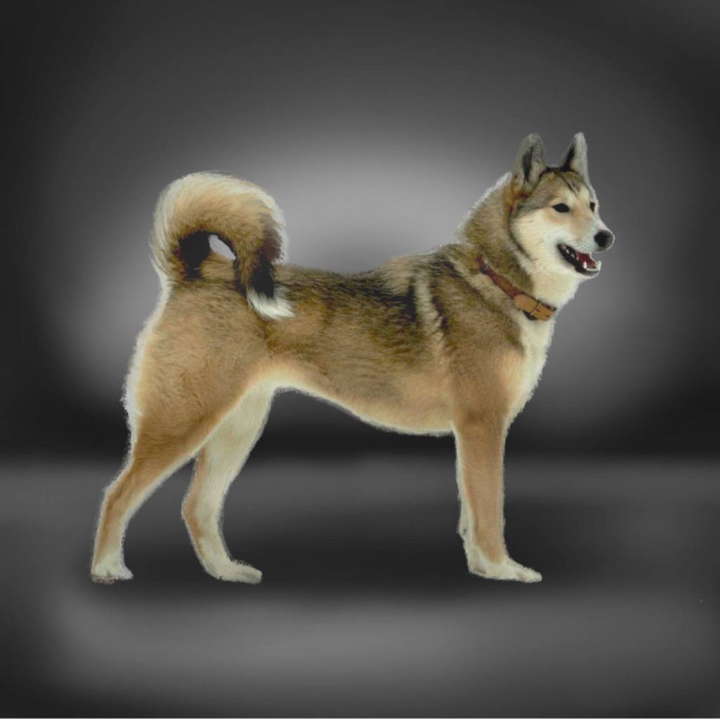 Сибирская лайка