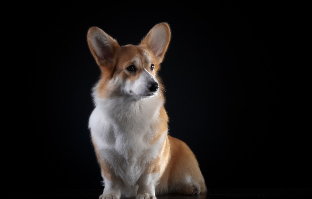 Вельш - Корги (Кардиган, Пемброк)