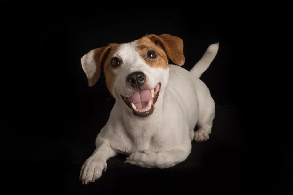 Джек Рассел терьер гладкошерстный