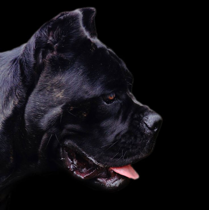 Кане - корсо