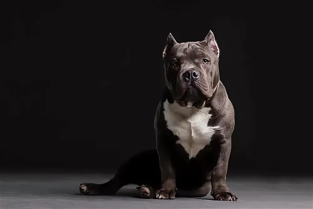 Американский булли