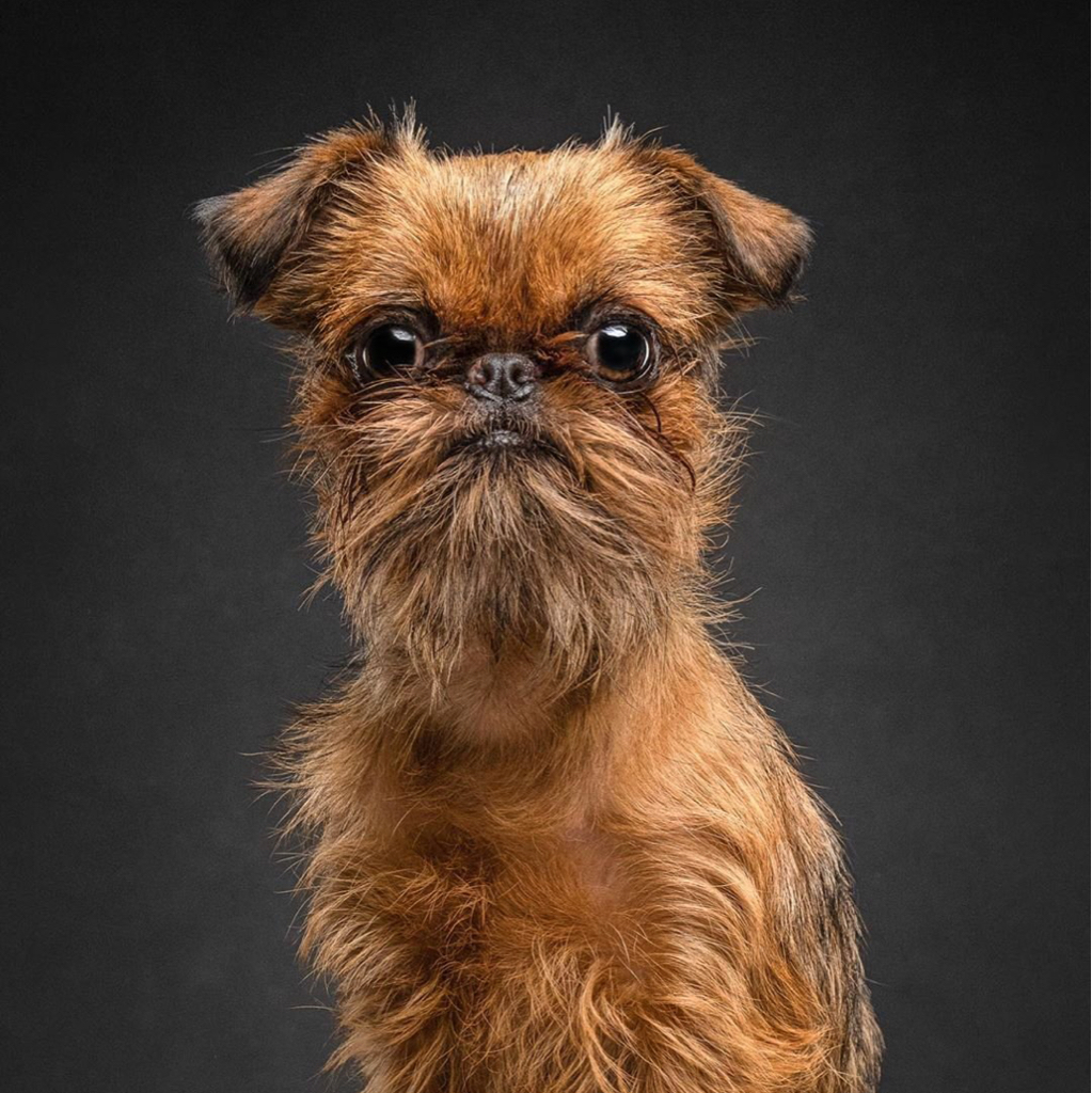 Брюссельский грифон тримминг