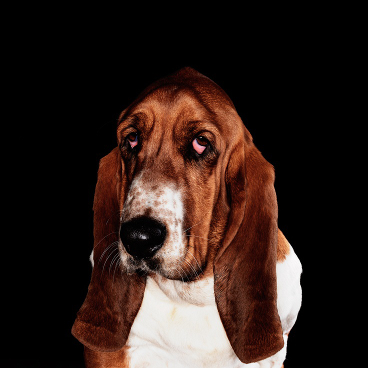 Бассет - Хаунд