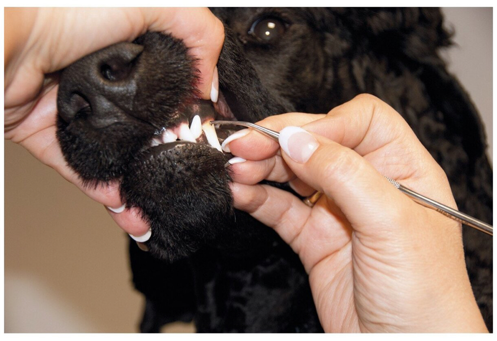 Механическая чистка Зубов