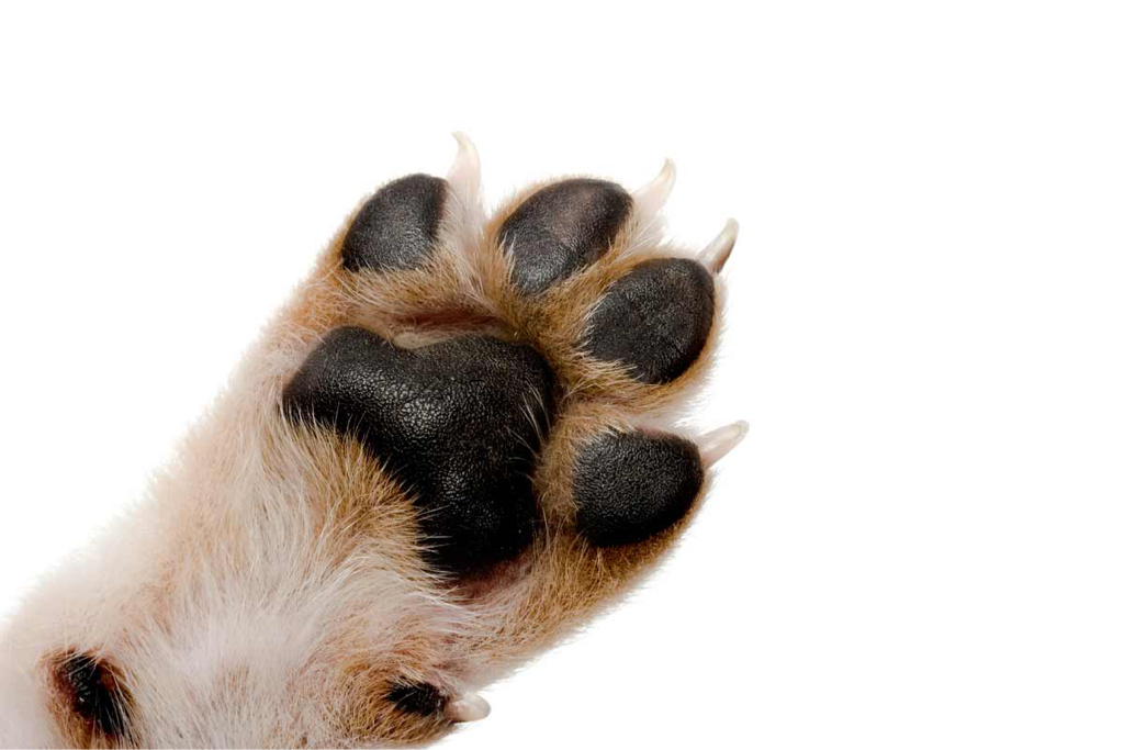 Выбривание подушечек на лапках (кошки, собаки)