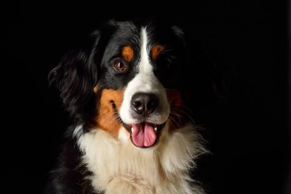 Бернский зенненхунд