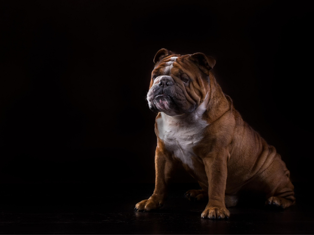 Английский бульдог