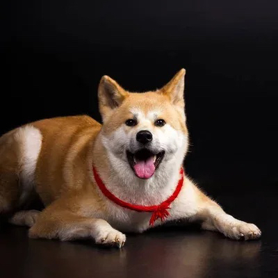 Акита - Ину