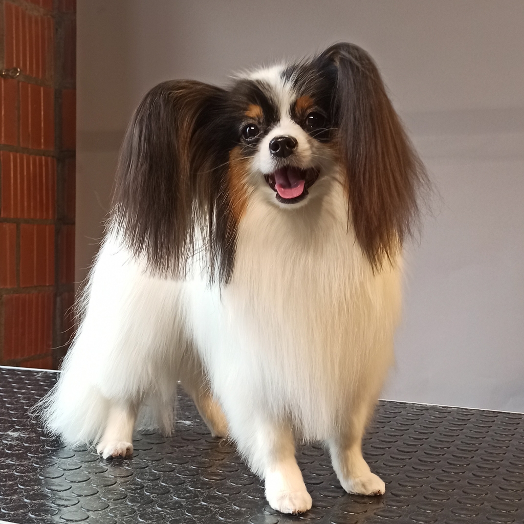 Папийон (гигиена)