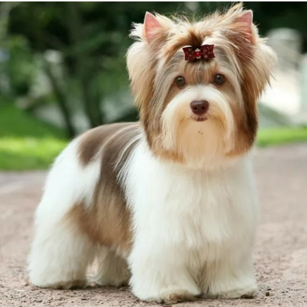 Бивер/Биро/Русалка до 5кг - Комплекс Модельно