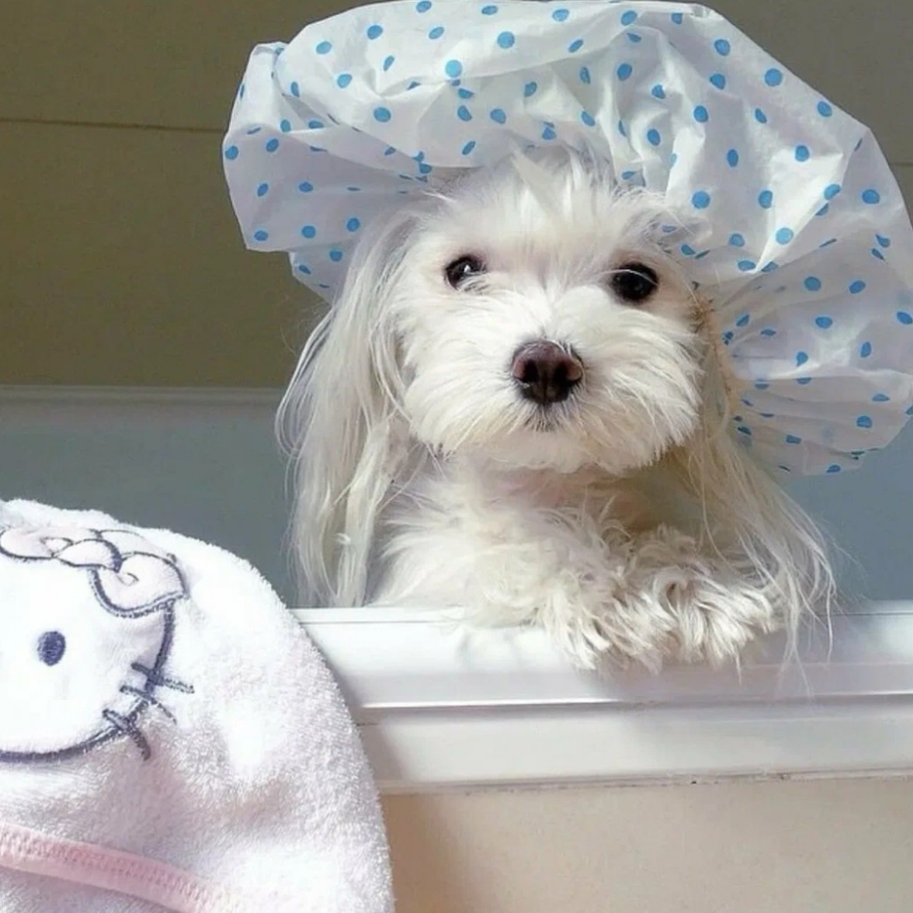 Мальтезе до 5кг - Гигиена