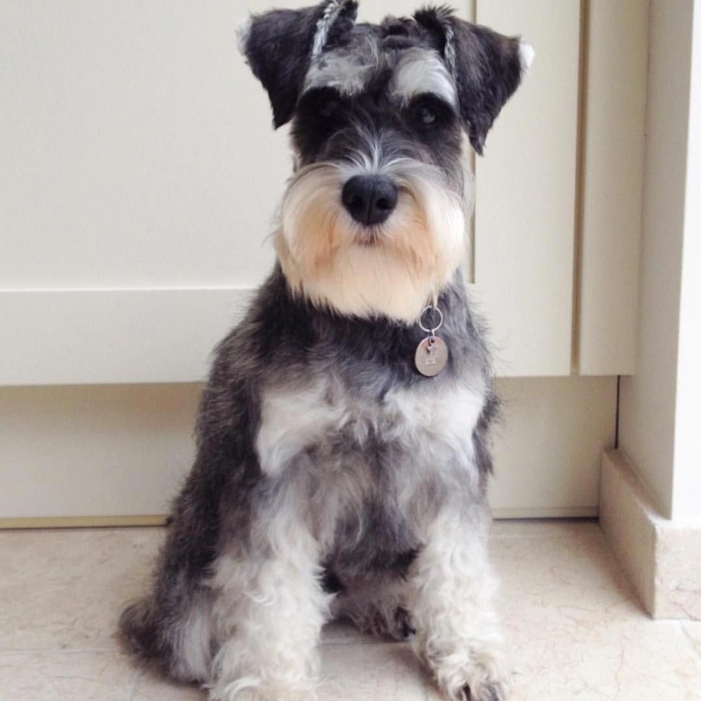 Цвергшнауцер- гигиенический комплекс