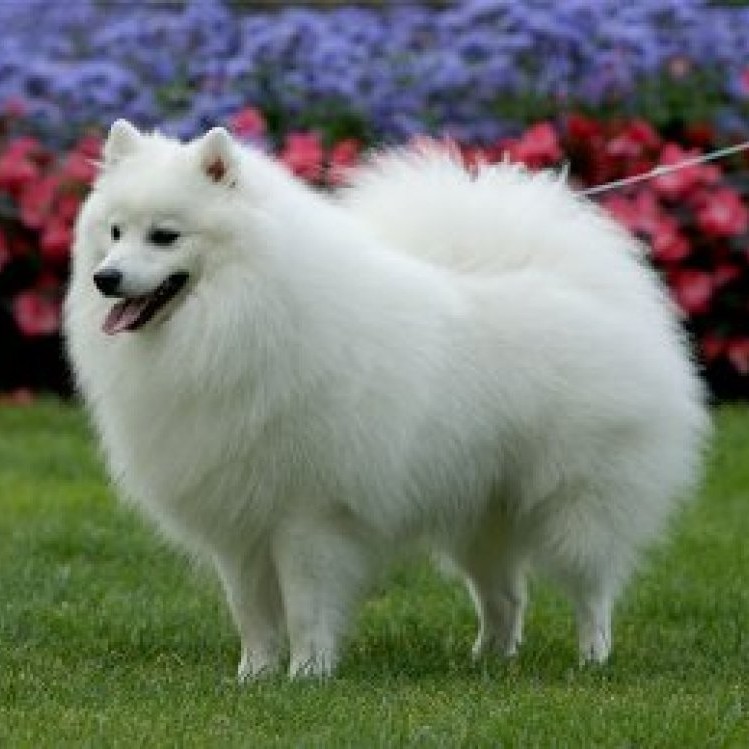 Японский шпиц (комплекс со стрижкой)