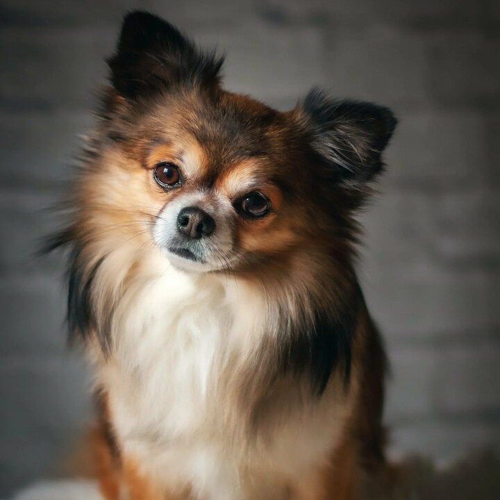 Чихуахуа- комплекс с подстриганием шерсти ножницами