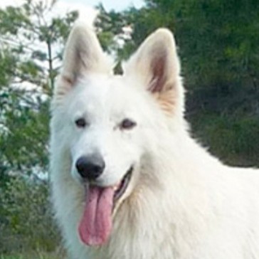 Мытьё, вычёсывание подшёрстка БШО