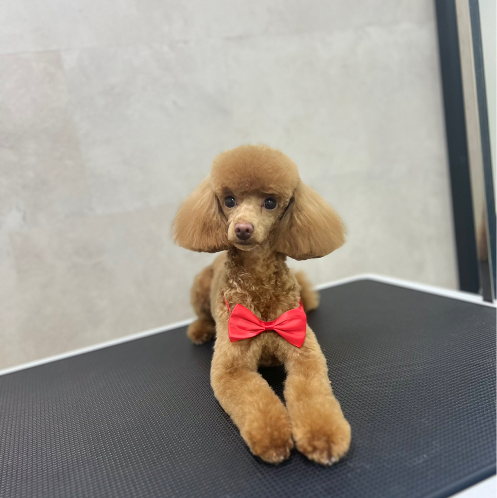 Пудель той гигиенический комплекс