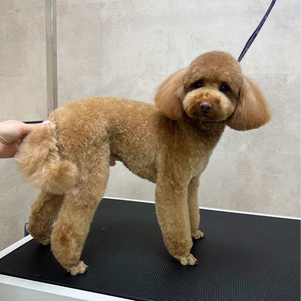 Пудель карликовый (миниатюрный) гигиенический комплекс