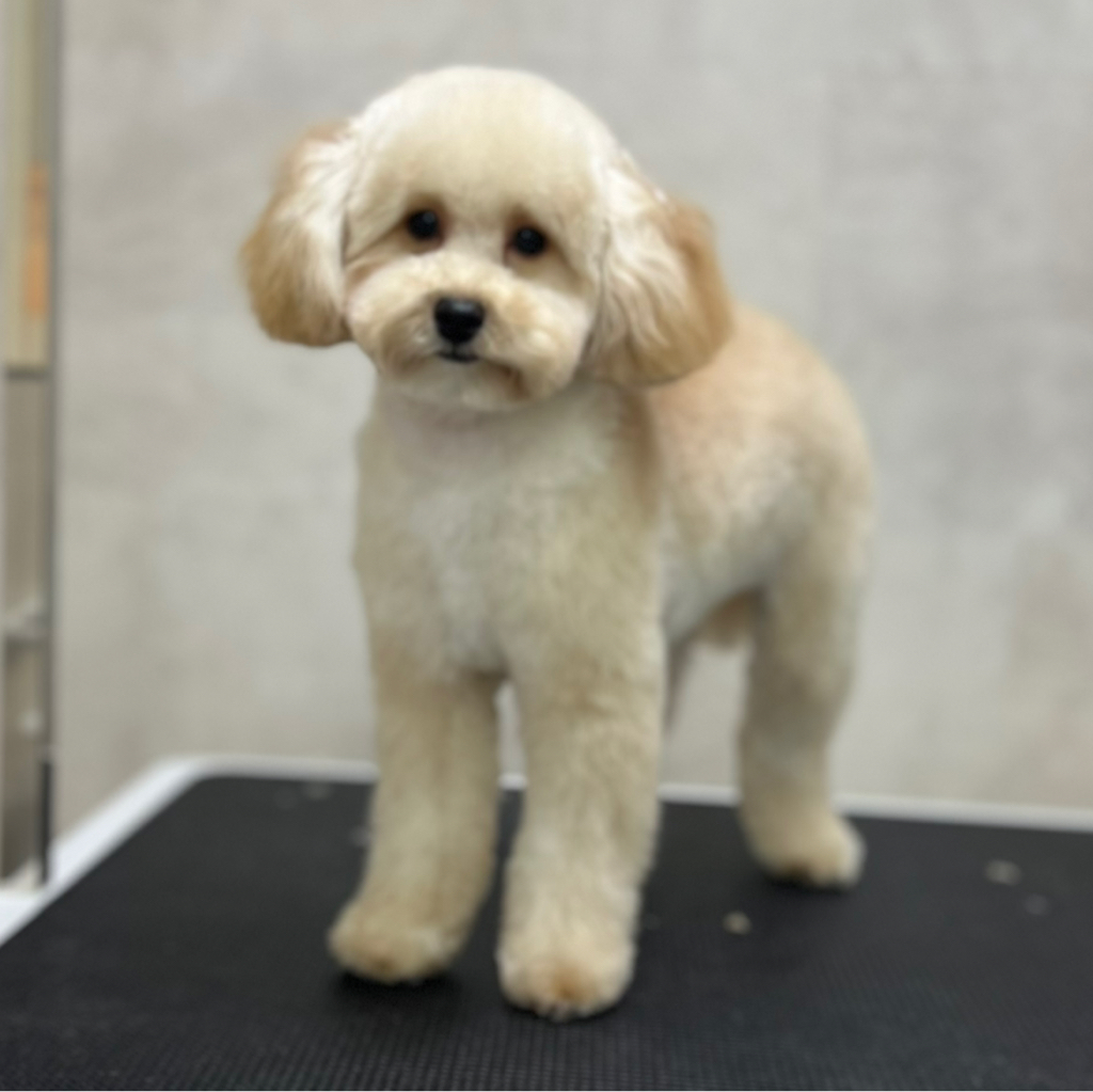 Пудель той до 3 кг до 28 см (объёмный вариант, колтуны не включены)