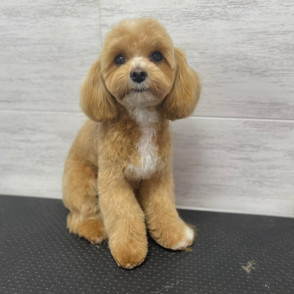 Стрижка мальтипу до 4 кг