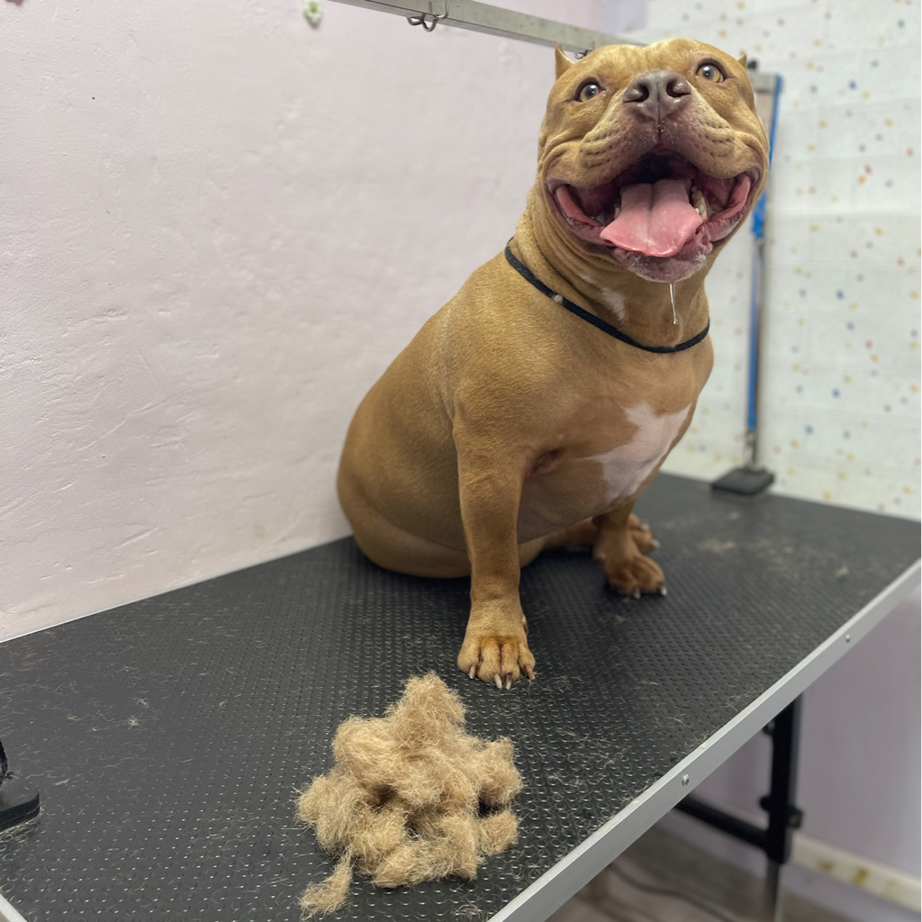 Экспресс линька Американский булли