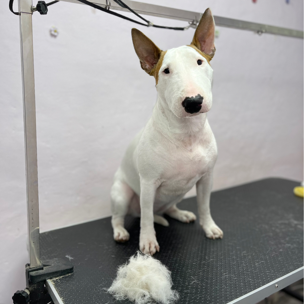 Бультерьер мини экспресс линька