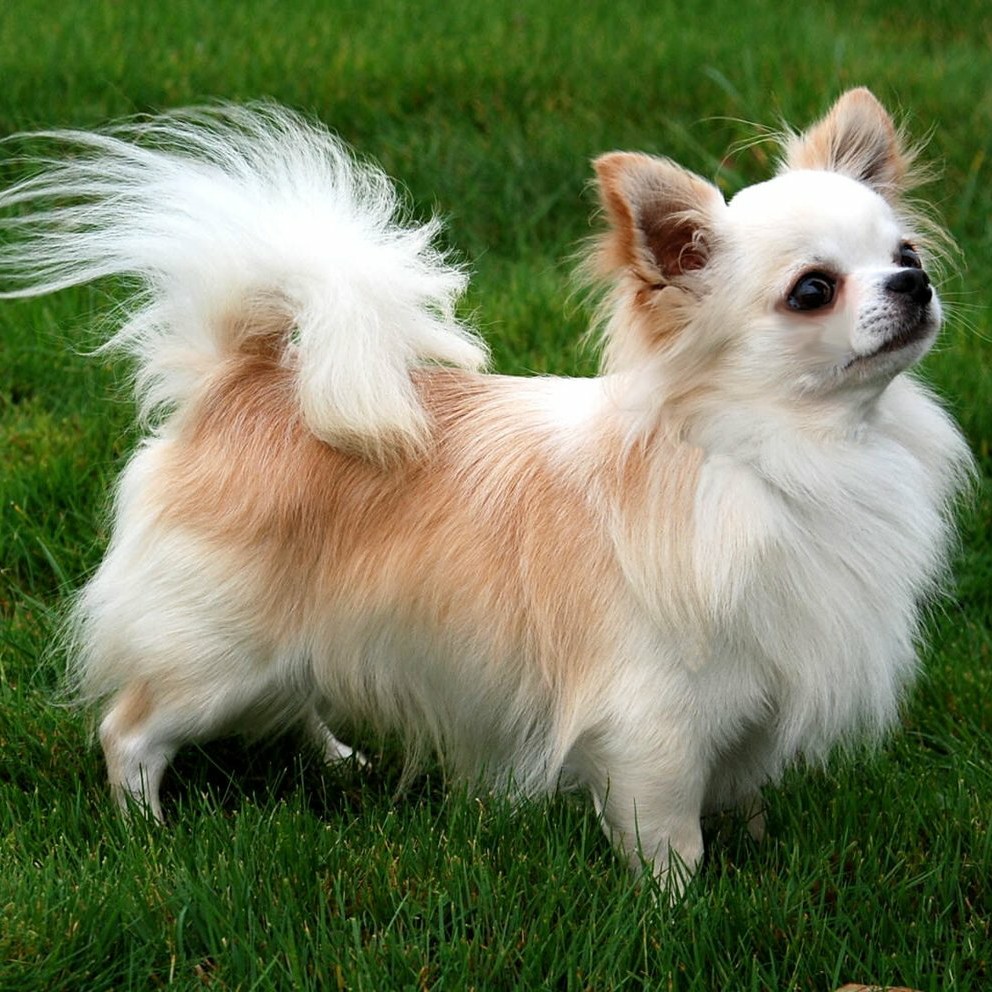 ЧихуаХуа д/ш - Окантовка/Экспресс линька