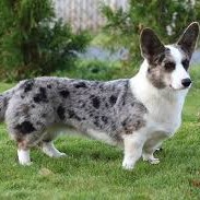 Corgi cardigan
