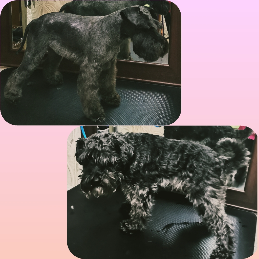 Стрижка Цвергшнауцер (без тримминга)