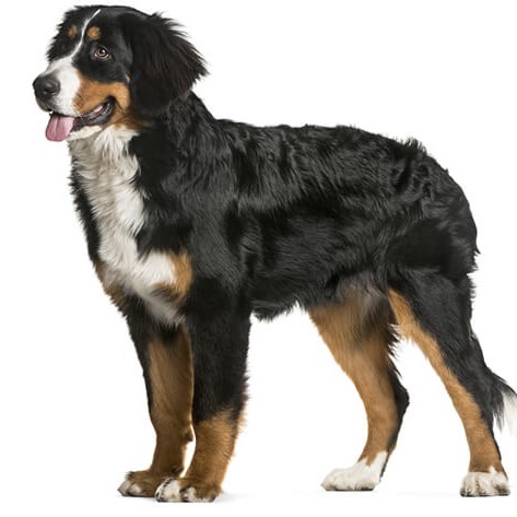 Berni alpi karjakoer