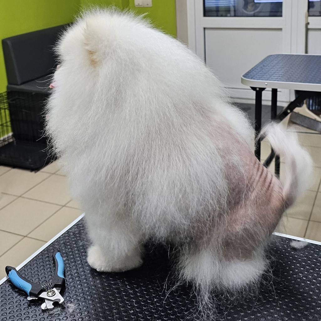 Комплексный уход шпиц с алопецией