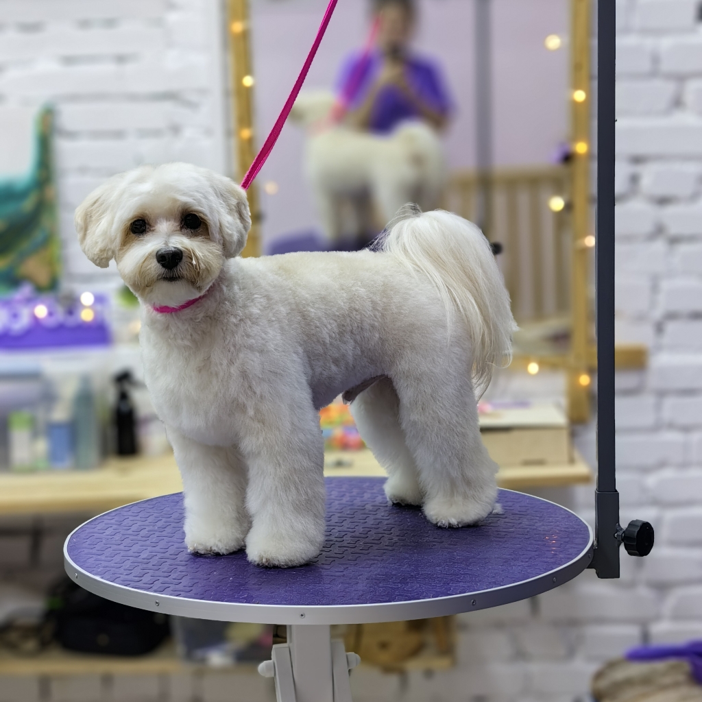 Мальтипу комплексный уход+ стрижка + вычес колтунов ( от 28 до 35 см в холке)