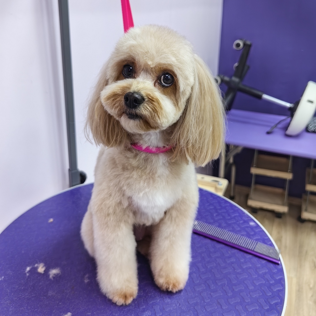 Мальтипу комплексный уход+ стрижка + вычес колтунов ( до 27 см в холке)