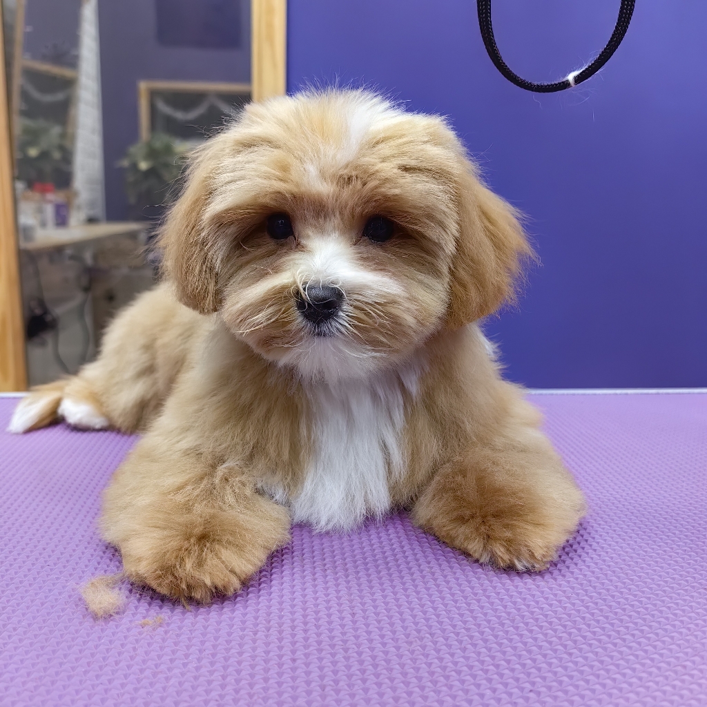 Мальтипу гигиенический уход без колтунов ( от 28 см до 35 холке)