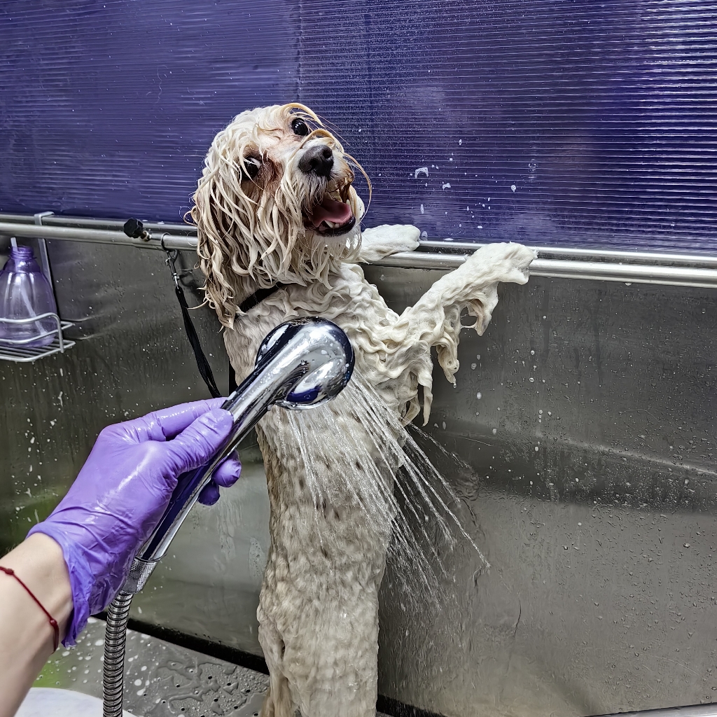 Мальтипу гигиенический уход без колтунов ( до 27 см в холке)