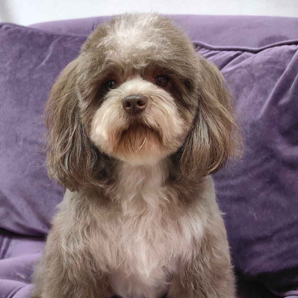 Мальтипу гигиенический уход + вычес колтунов ( до 27 см в холке)