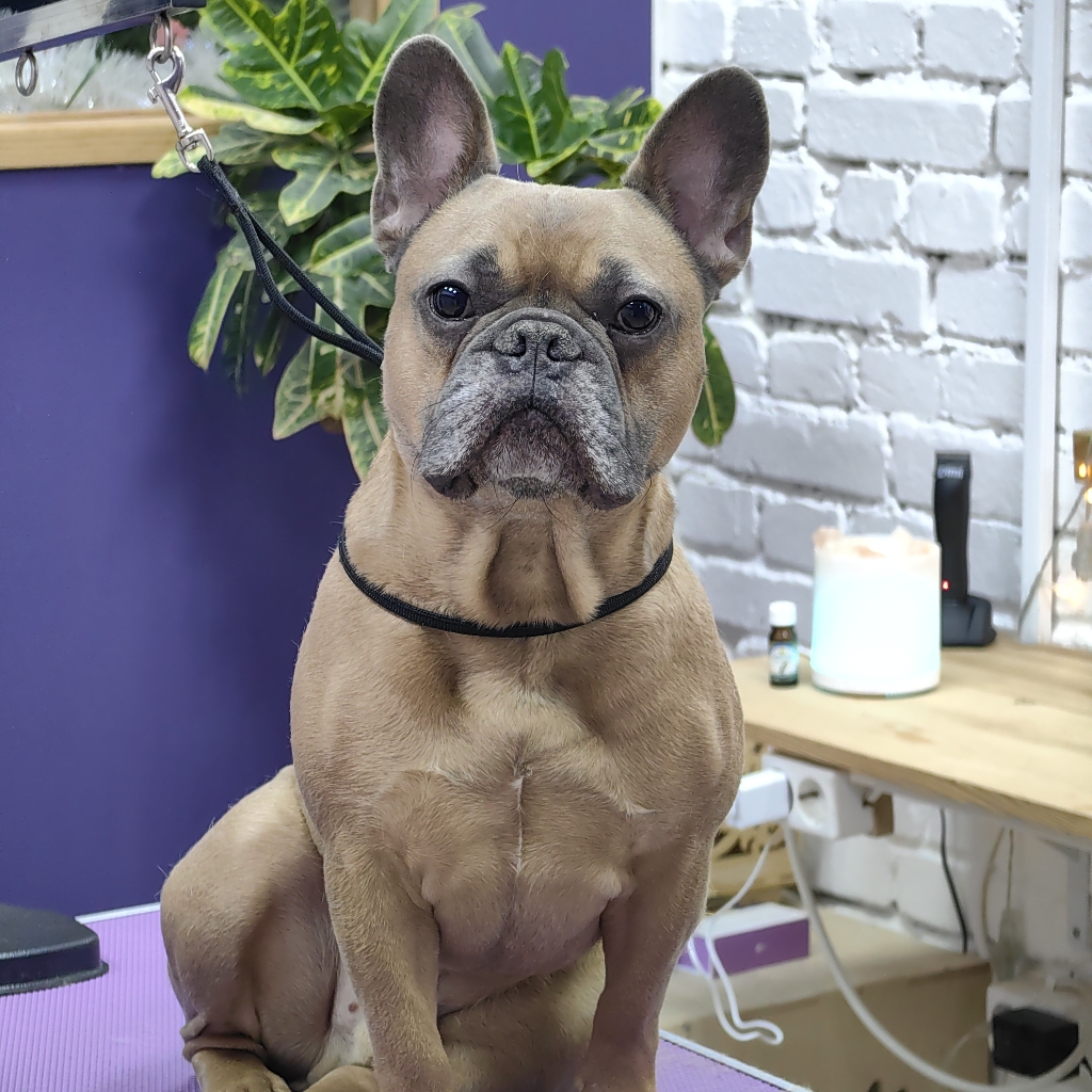 Французский бульдог ( от 8 кг)