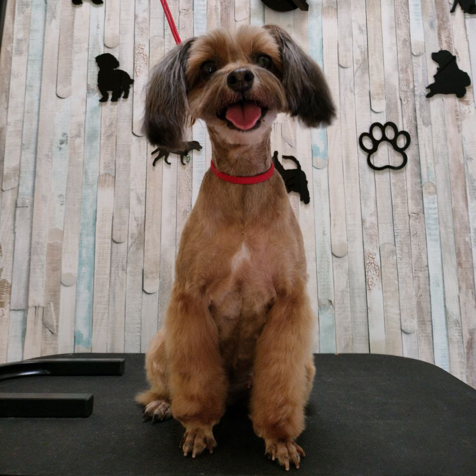 Гигиена петербургская орхидея