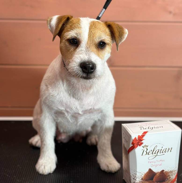 Джек рассел , экспресс-линька