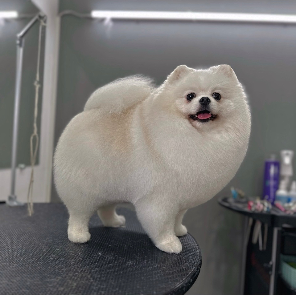 Шпиц мини до 3 кг (полный комплекс)