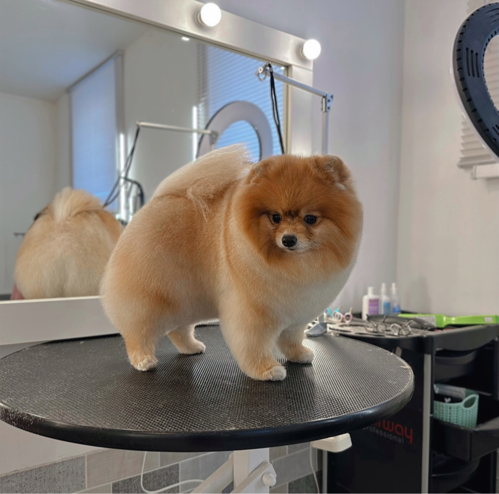 Шпицы крупные от 7 кг (полный комплекс)